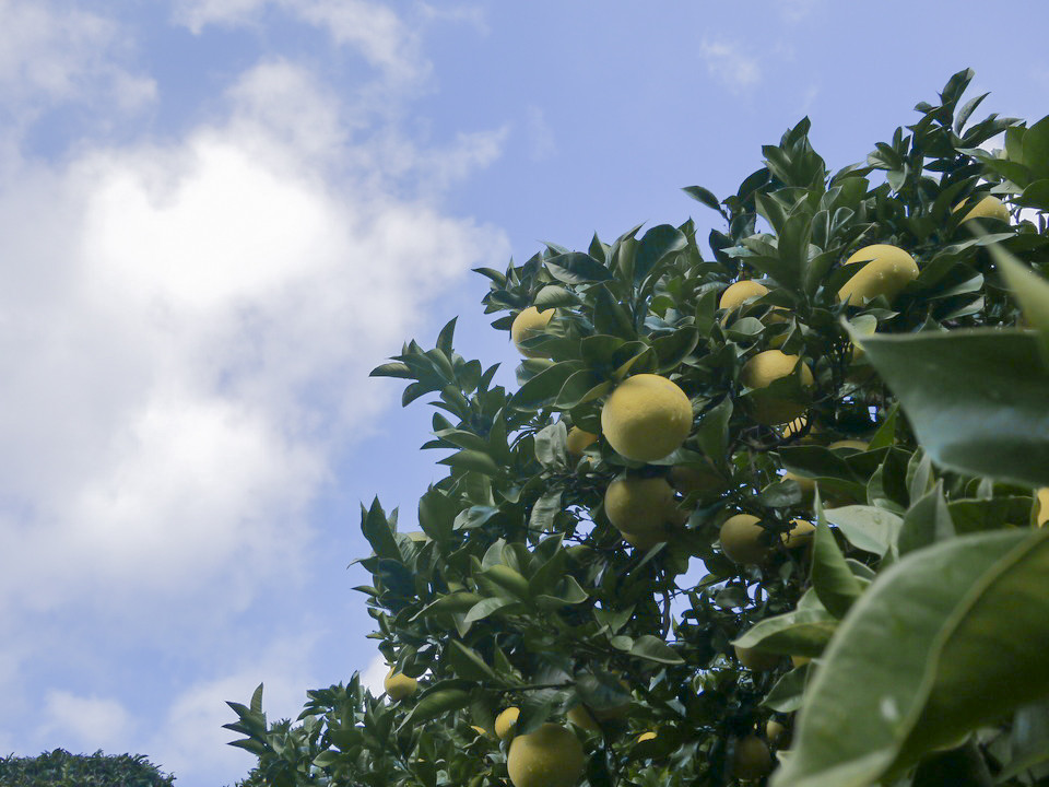 土佐文旦栽培風景