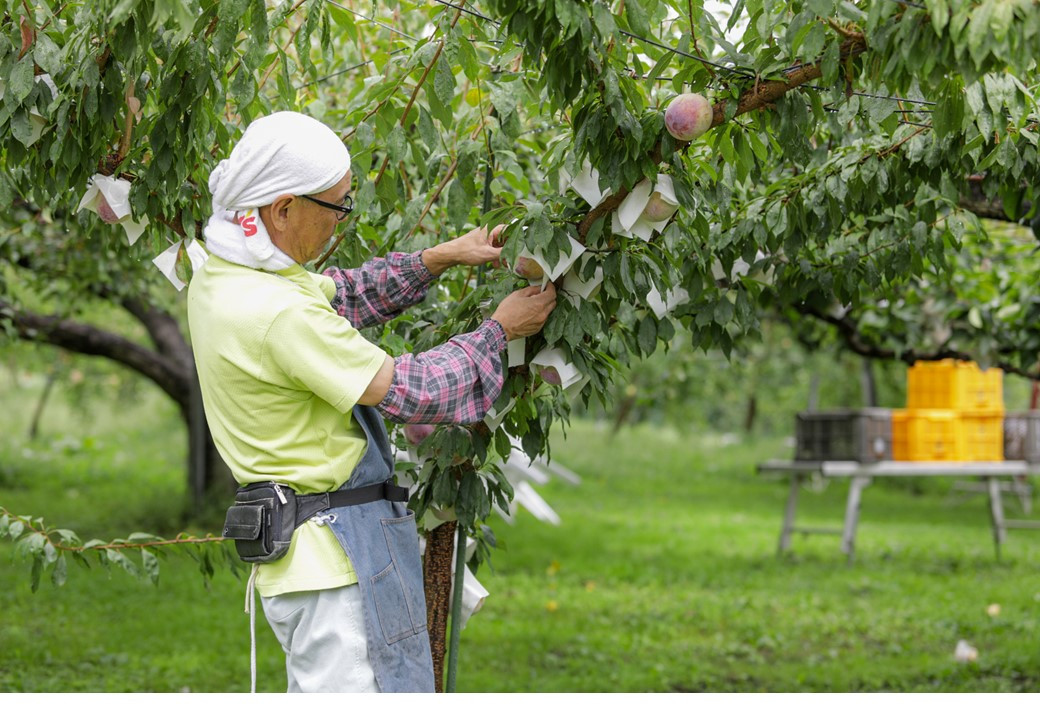 ひとつひとつ大切に栽培しています