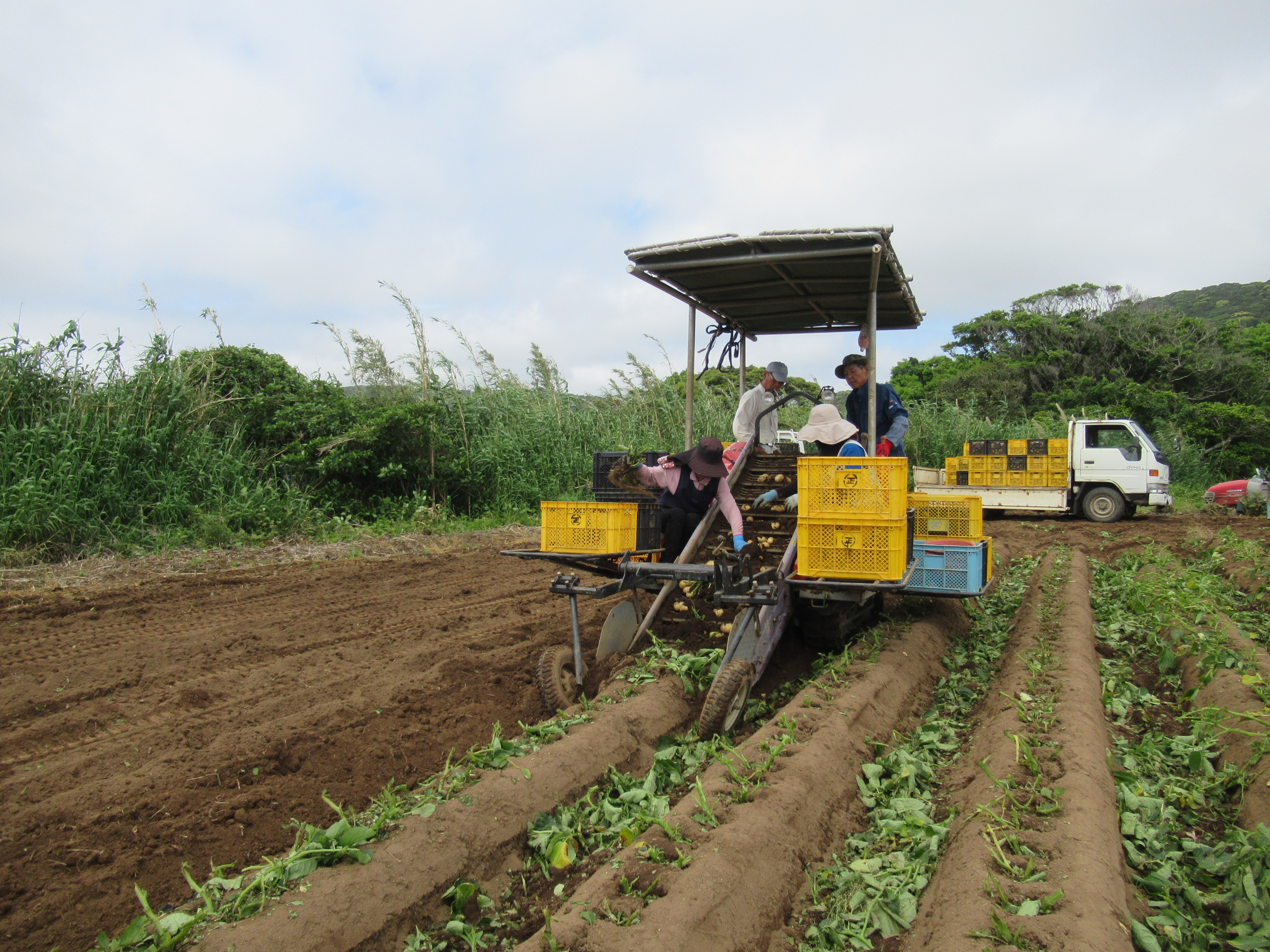 安納地区で収穫されているじゃがいもの様子