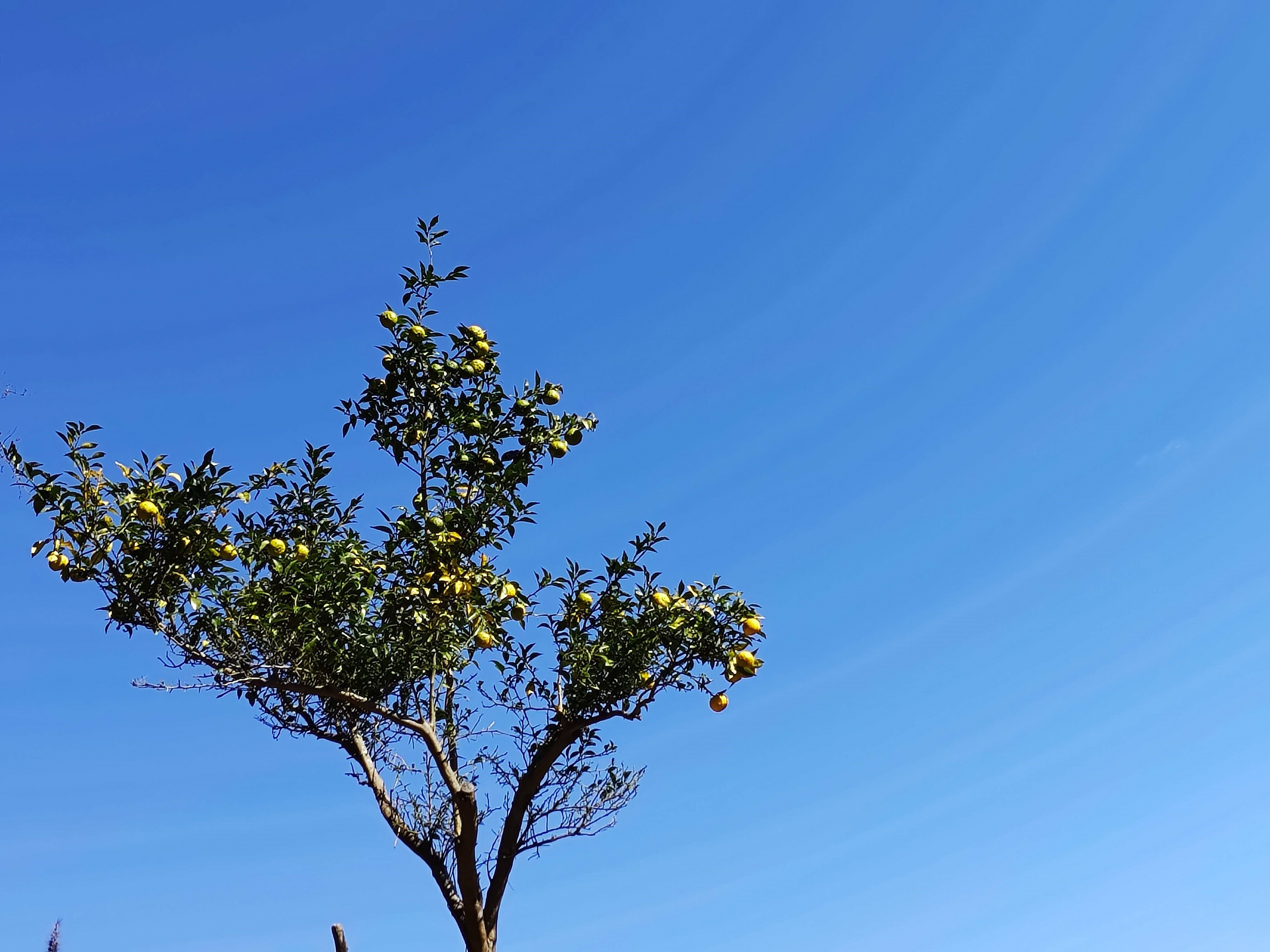 KAGYA JAPAN　エッセンシャルオイルYUZU　5ml×1本セット　一本の柚子の木の写真