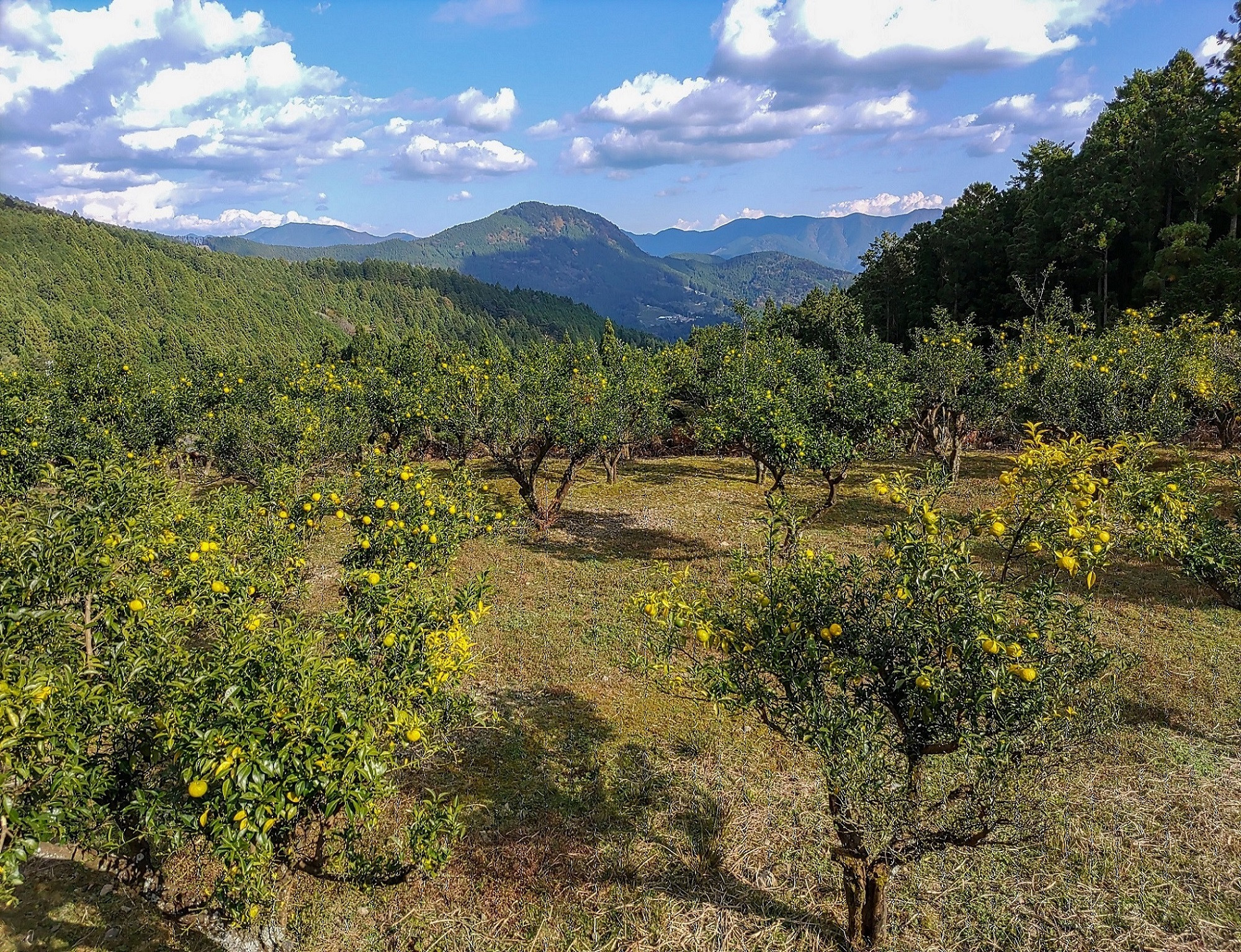 KAGYA JAPAN　エッセンシャルオイルYUZU　5ml×1本セット　柚子の木々の写真