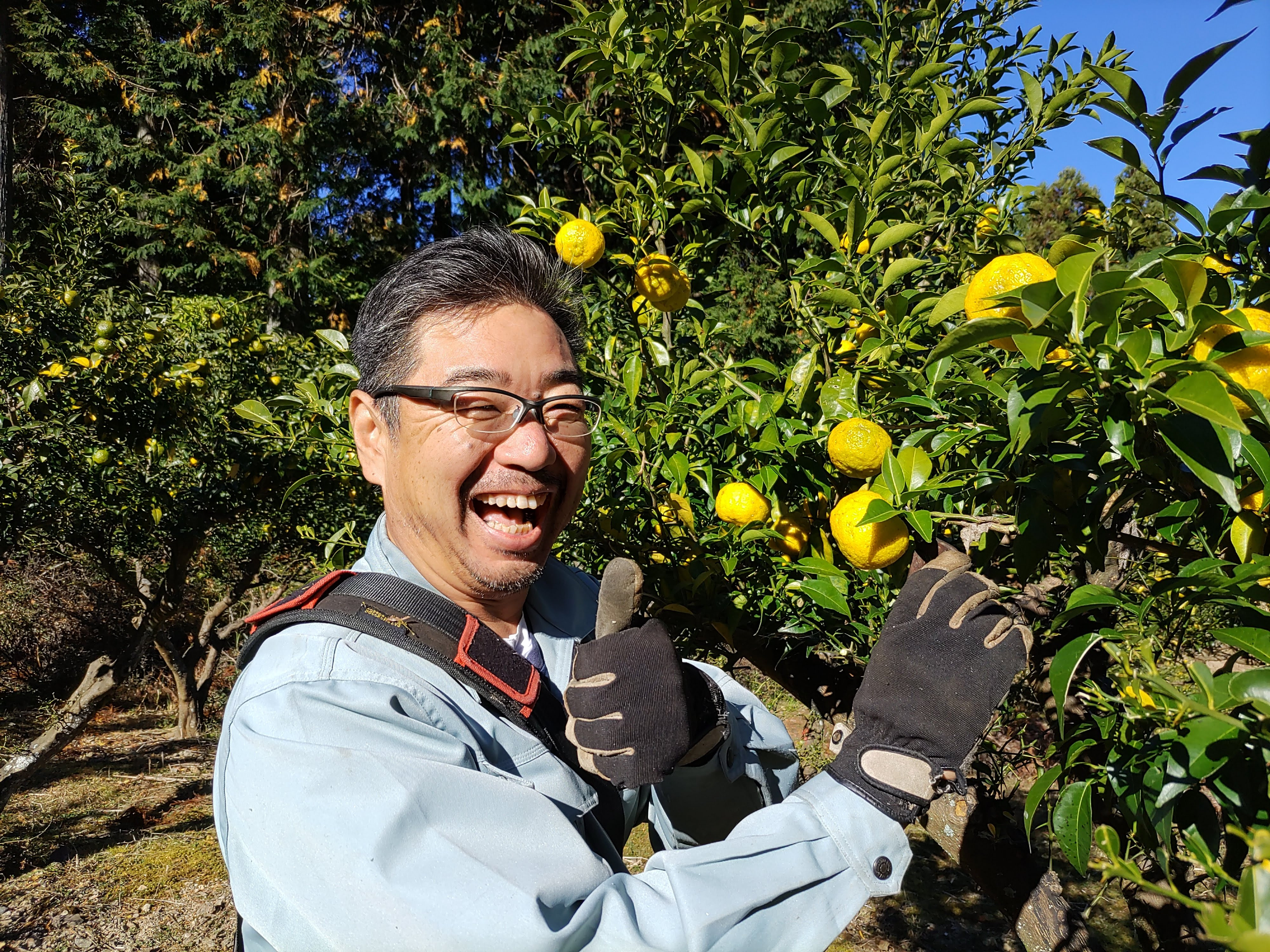 KAGYA JAPAN　エッセンシャルオイルYUZU　5ml×1本セット　生産者が柚子を収穫している写真