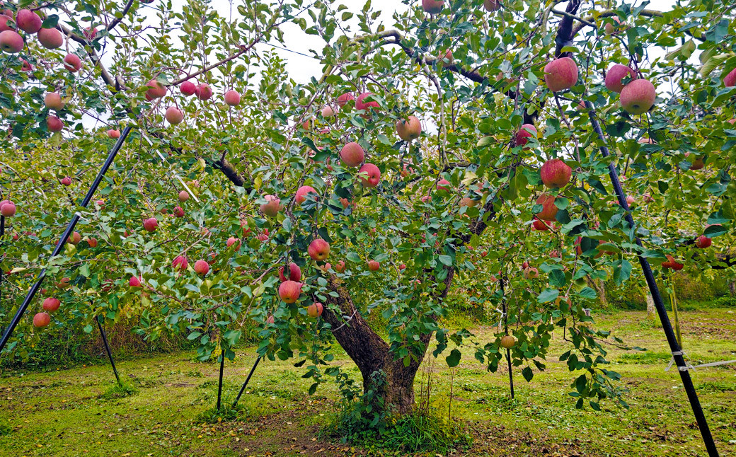 大香園のりんご 4.5kg