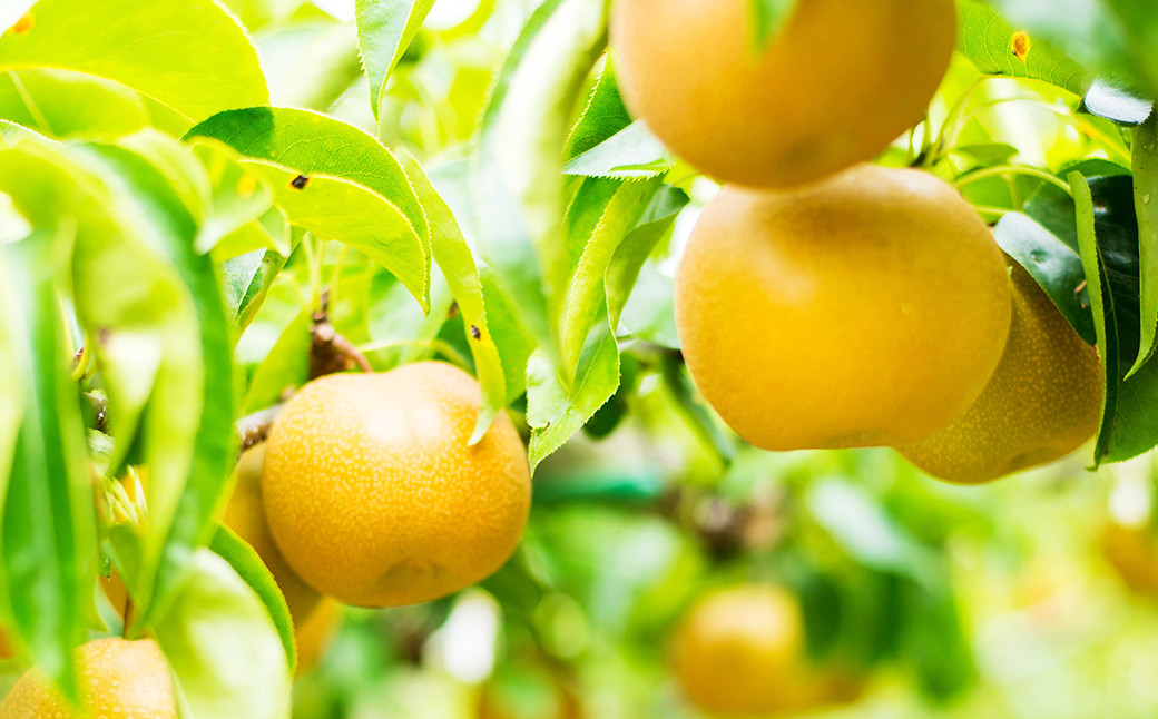 【2022年8月上旬発送】「先行予約」熊本市産 豊水梨 約5kg