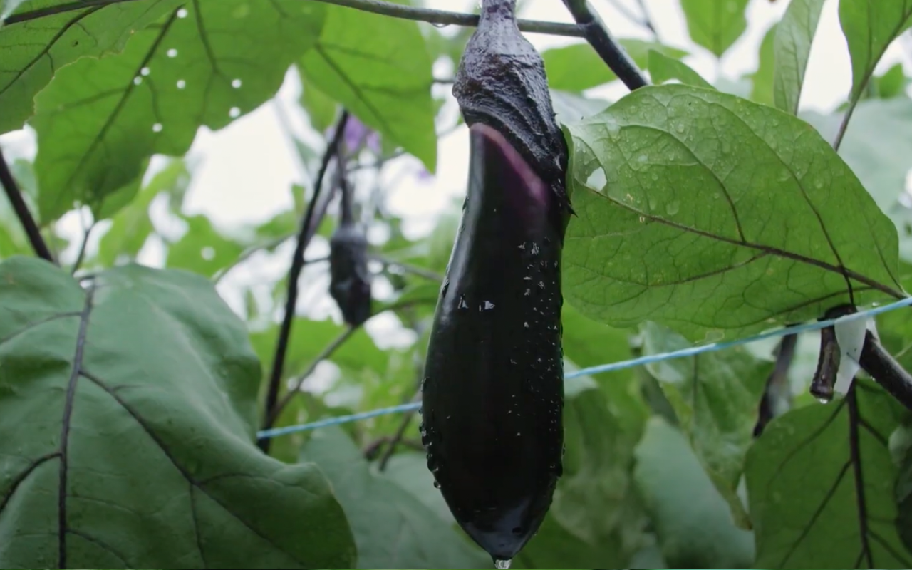 C-44 季節の里山野菜 冷蔵 ※画像はイメージです