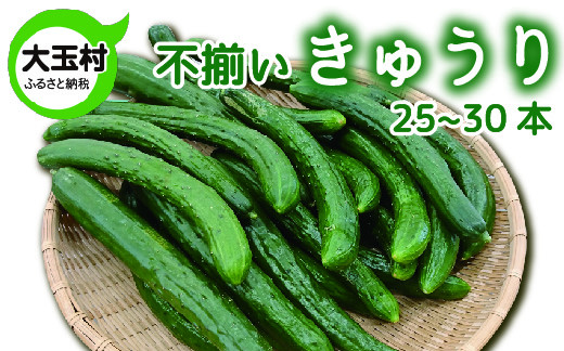 もったいない野菜　きゅうり　野菜　単品　新鮮　訳あり　食べ切り　25本～30本　SDGs【01093】