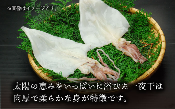 いか イカ 烏賊 一夜干し おつまみ つまみ 酒のあて おやつ 朝食 夕食 定食