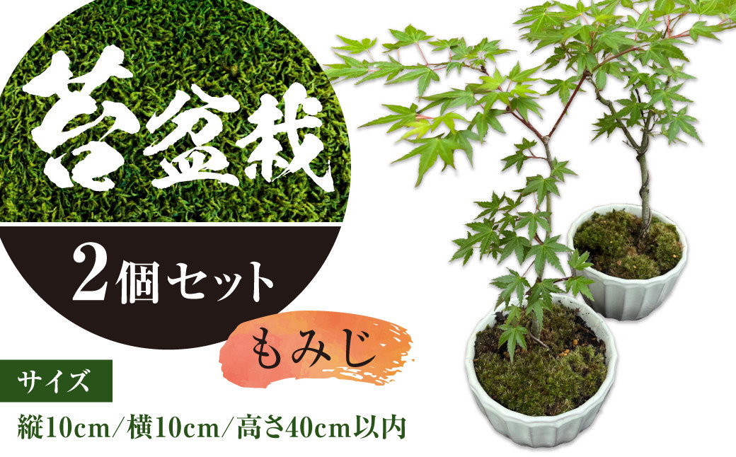 苔 盆栽 (もみじ) 2個 セット