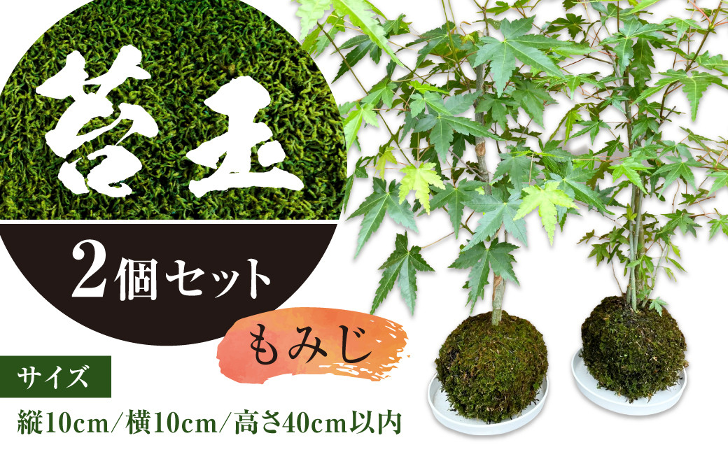 苔玉 (もみじ) 2個 セット コケ 苔