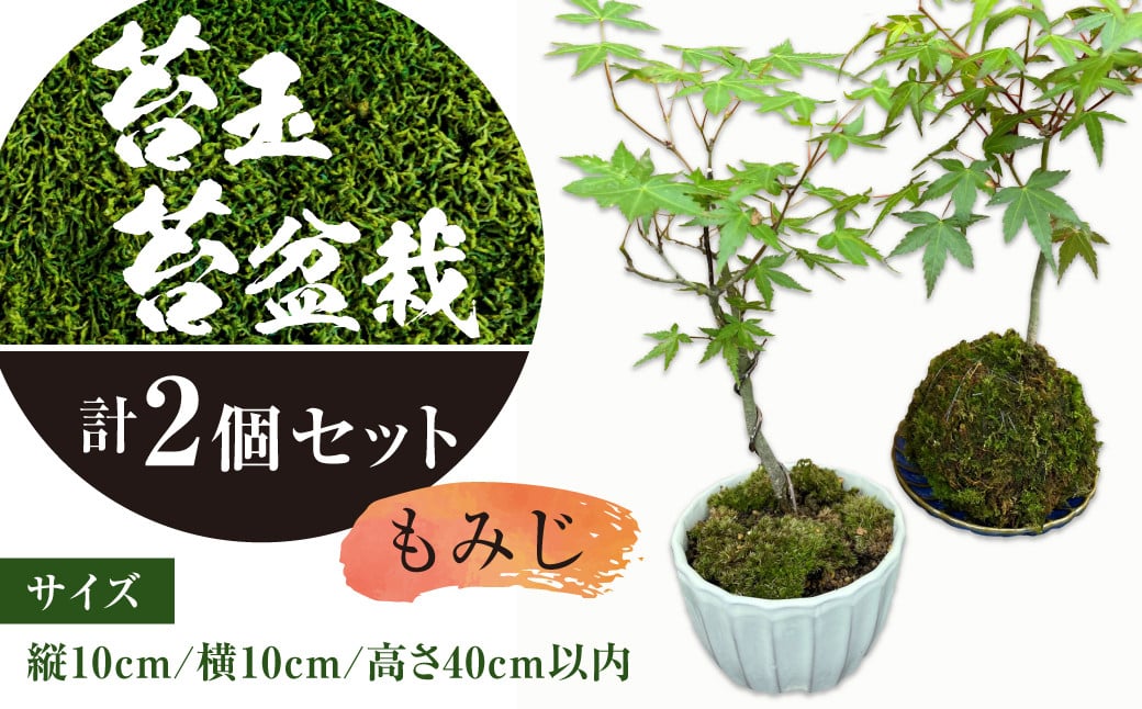 苔玉 1個 苔盆栽 1個 (もみじ) 合計2個 セット コケ 苔
