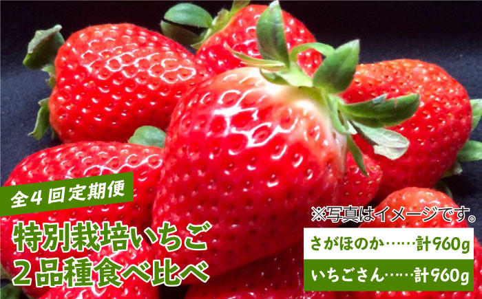 いちごでは珍しい特別栽培認定取得！