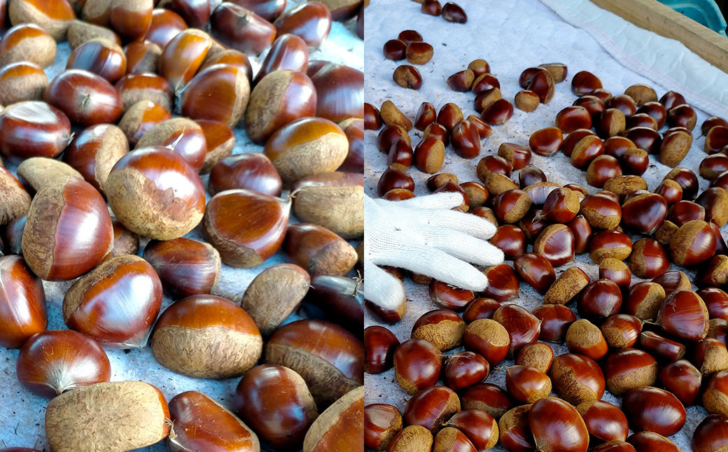 熊本県 相良村産 栗（品種おまかせ） 2kg×1袋