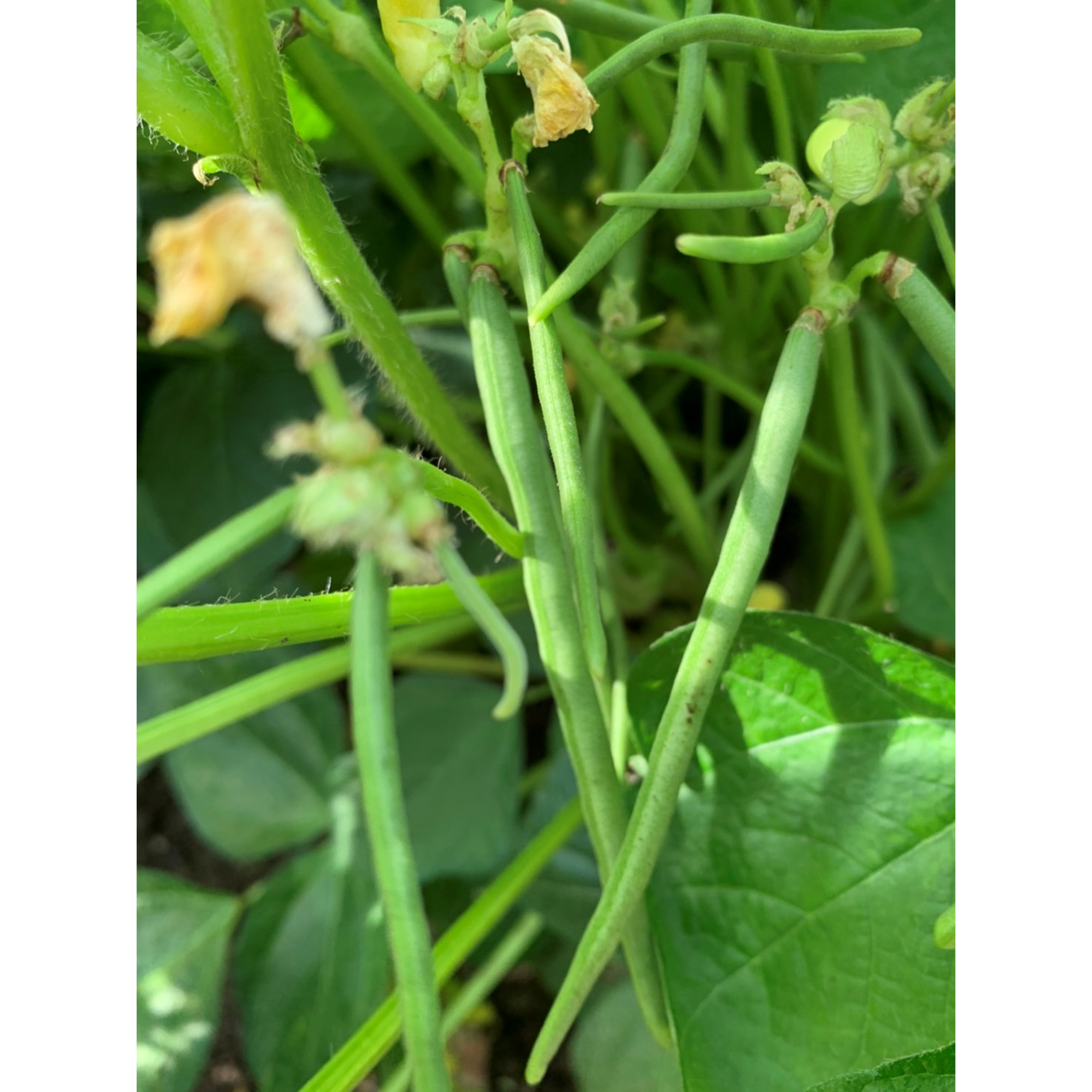 サヤが付き始めると、豆の粒はそのなかで、どんどん大きくなっていきます!収穫が楽しみですね。