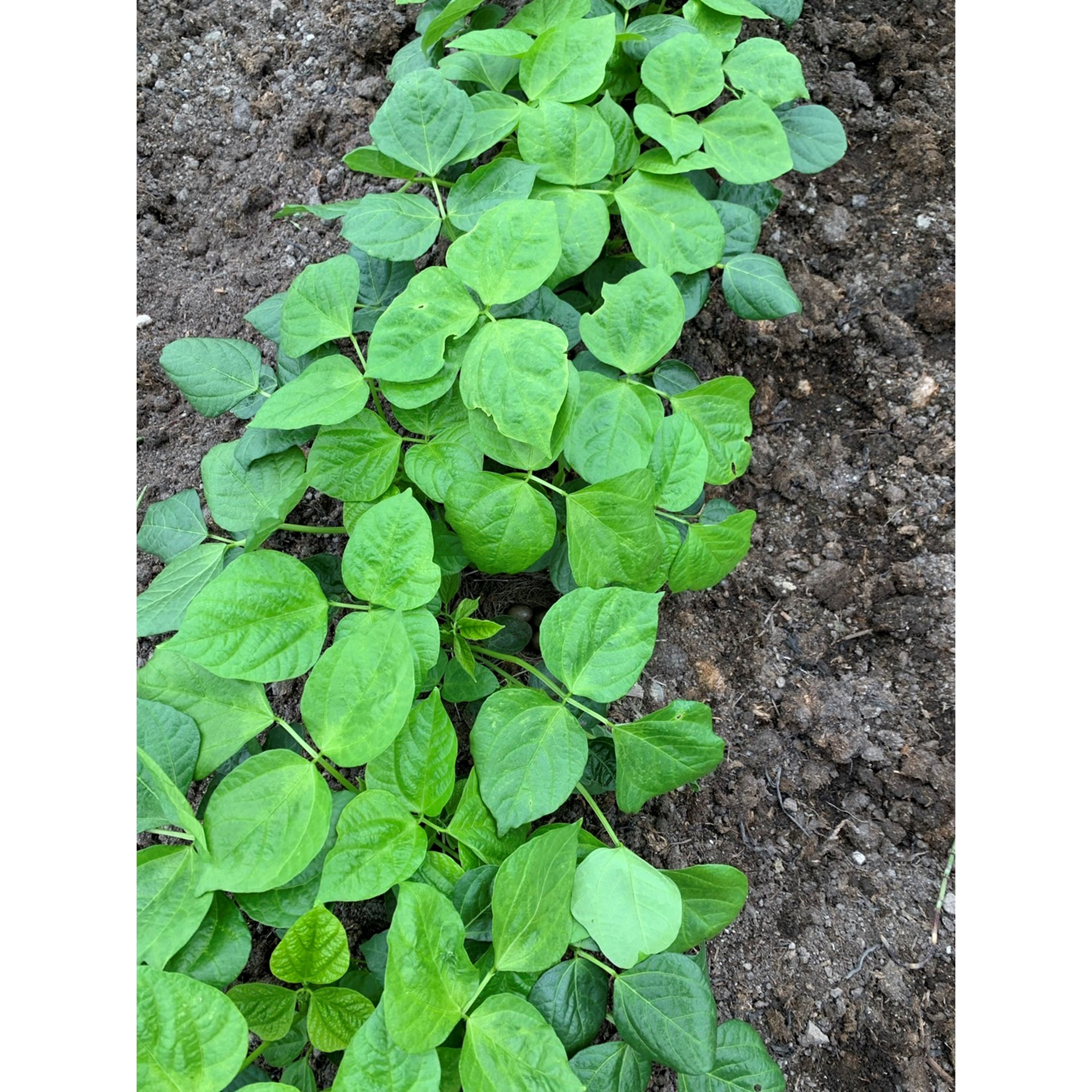 子葉のあとに本葉が出てきます。 すくすく育ちますように・・・