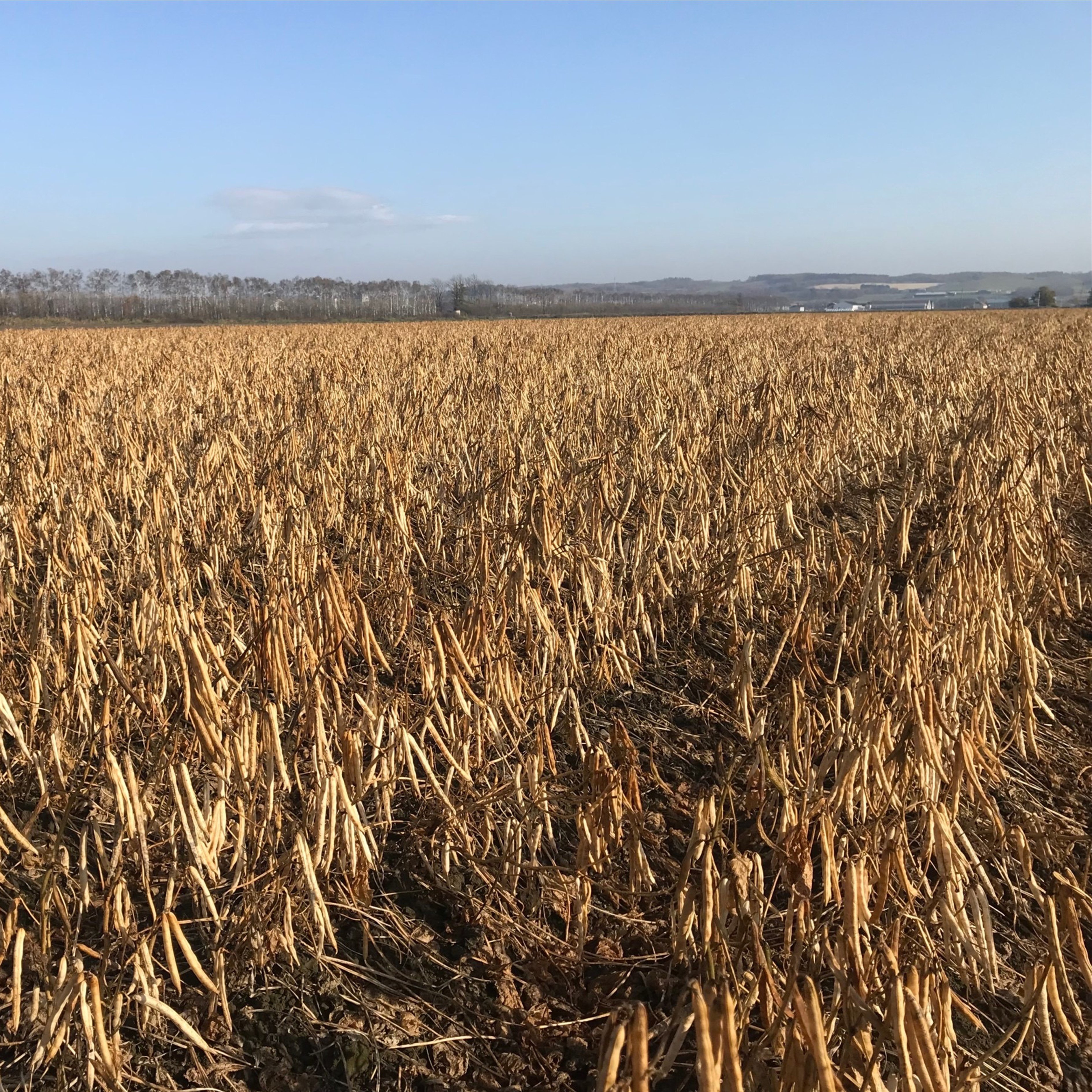 さやが茶色く色づき、ゆすって豆の音がカラカラ鳴ったらいよいよ収穫の時期です。皆様の食卓に届くまでもうすぐです💛