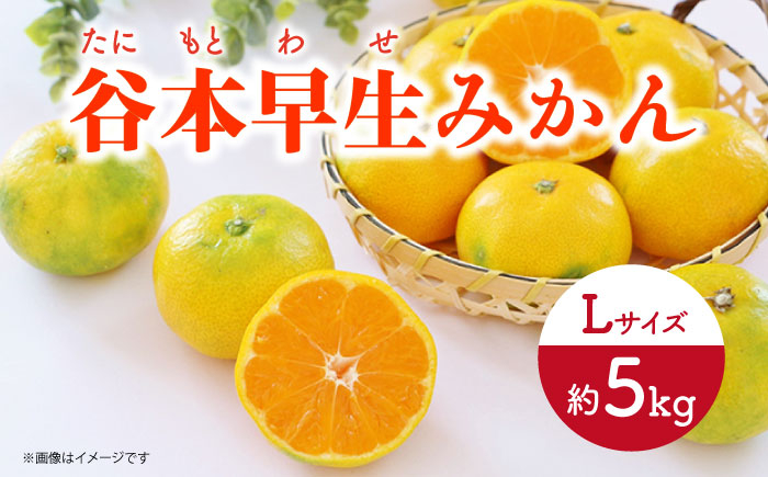 みかん 柑橘 果物 くだもの フルーツ 季節限定 数量限定 温州みかん ミカン 先行予約