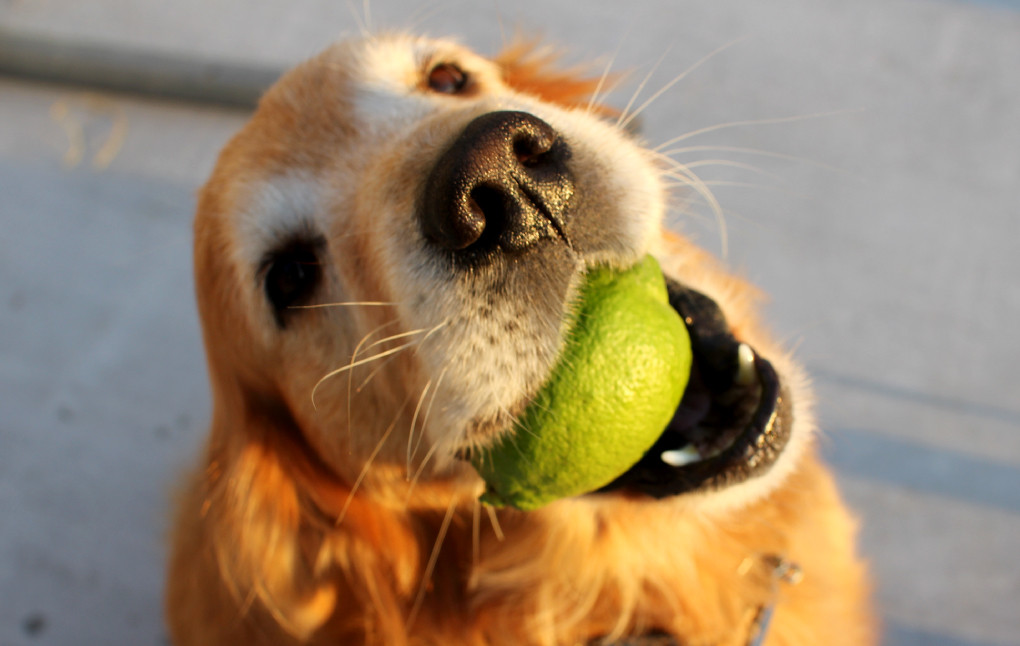 国産 レモン A品 1kg (県認証特別栽培) 国産