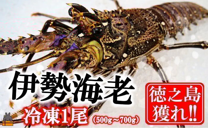 煌めきの海で育った！徳之島獲れ！伊勢海老1尾（500g～700g）をお届けします！