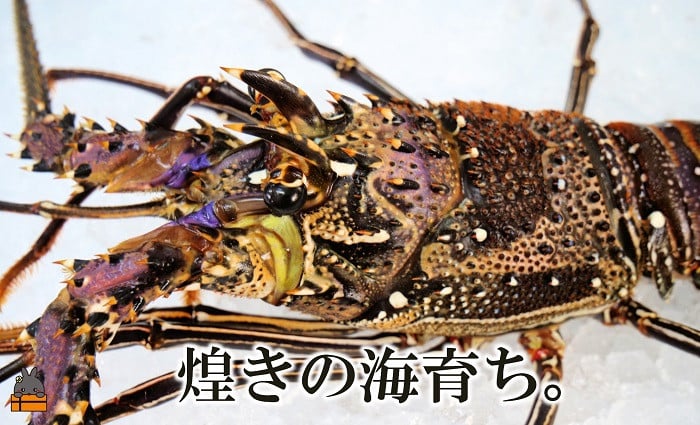 きれいな海でそだった新鮮な伊勢海老をすぐに冷凍にしています。