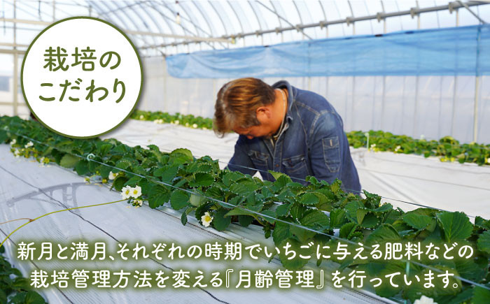 【2月発送開始！】赤いちご、白いちごが両方楽しめる♪