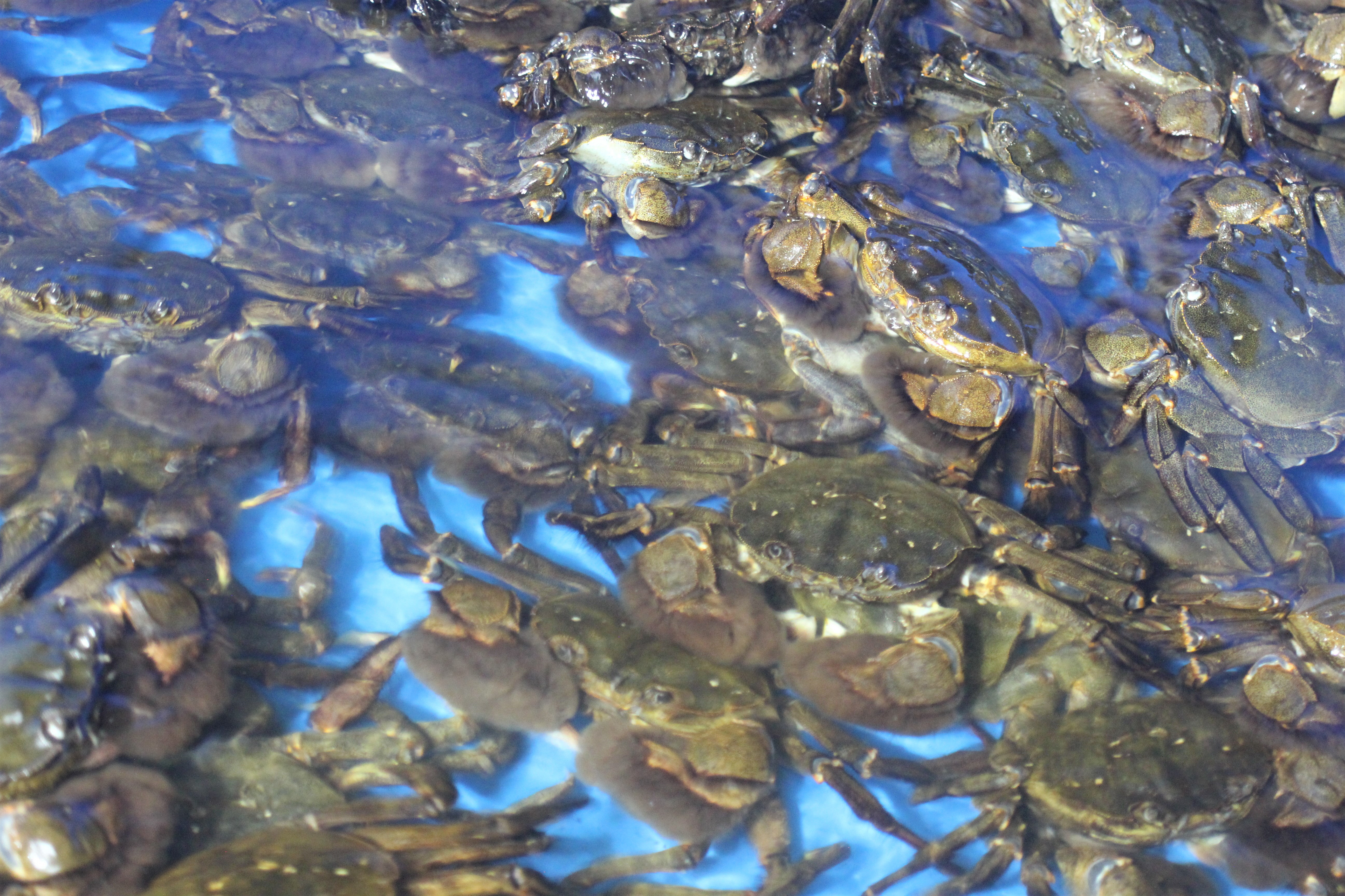 【期間限定】天然活きモクズガニ 約1kg（6～10匹、オス・メス混合）