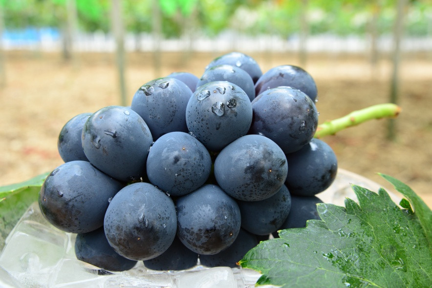 甘さとほどよい酸味のバランスと濃厚な香りが特徴。種もなく皮離れもしやすいため、食べやすいのも嬉しい♪