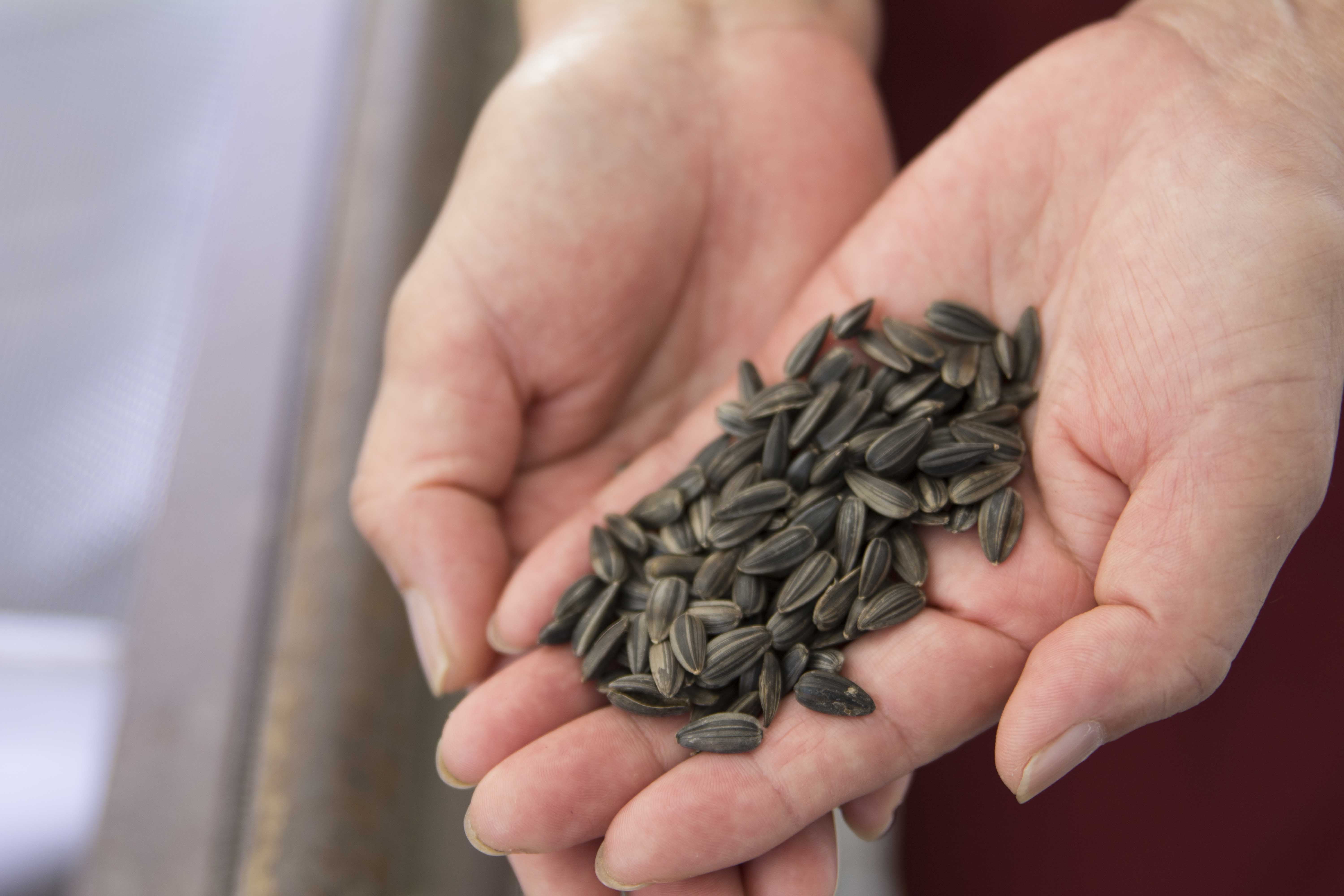 鑑賞後、自然に枯れた種子。オレイン酸豊富な種類は黒色で殻が薄いのが特徴。