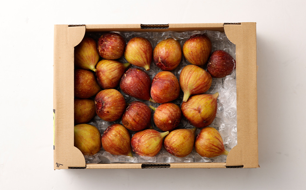 じぃじのいちじく【とよみつひめ】約1.5kg いちじく 果物 フルーツ