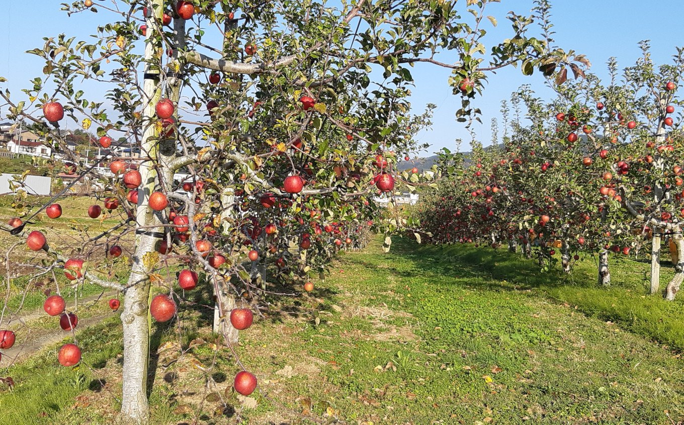 昔からのこだわりの生産方法で量を沢山採るより、品質を重視し、食べて喜んでいただける自慢のりんごです。