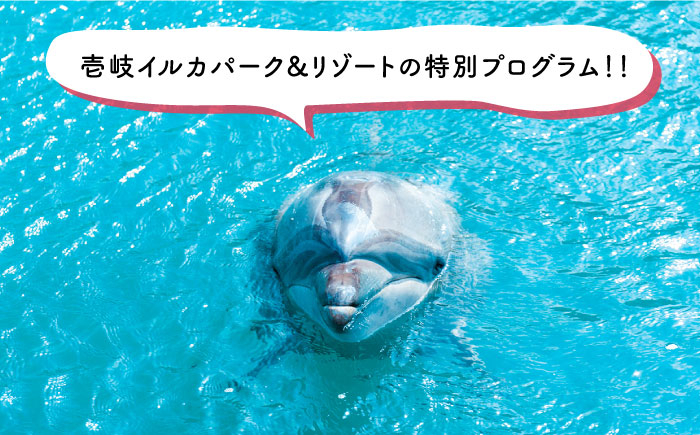 体験 いるか イルカ ふれあい 海 マリンスポーツ チケット おすすめ オススメ
