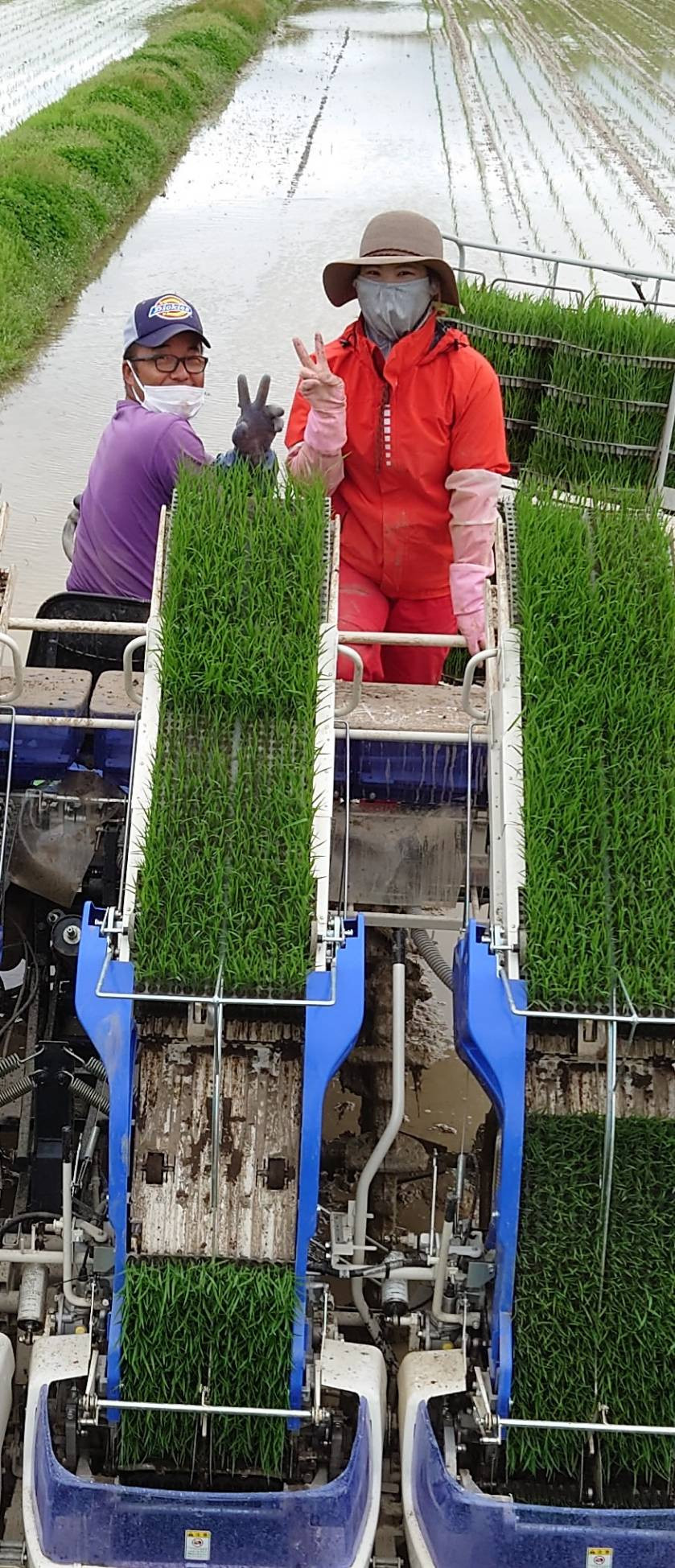 【 令和7年産 】 ななつぼし （ 精米 ） （ 白米 ） 10kg