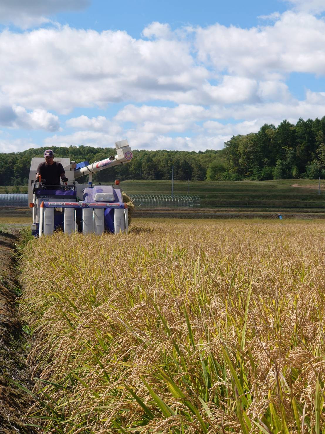 【 令和7年産 】 ゆめぴりか （ 精米 ） （ 白米 ） 10kg