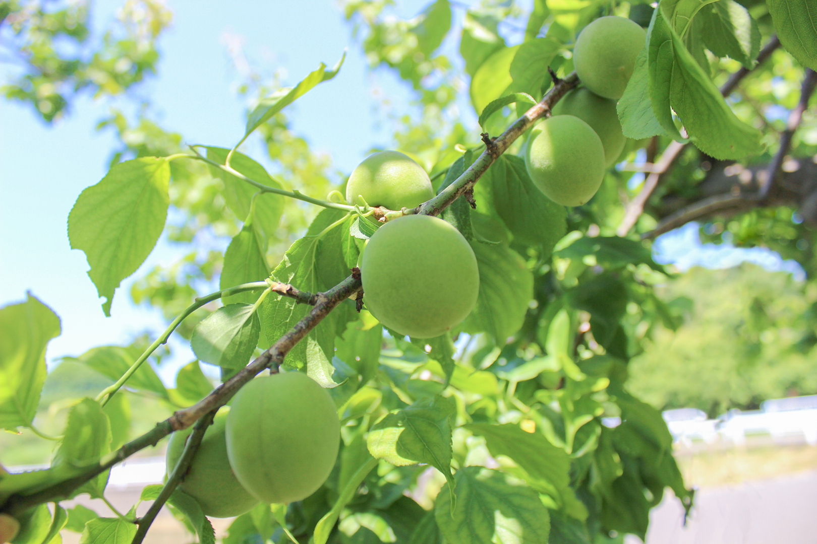 研究の一環として、梅の栽培にも取り組んでいます。