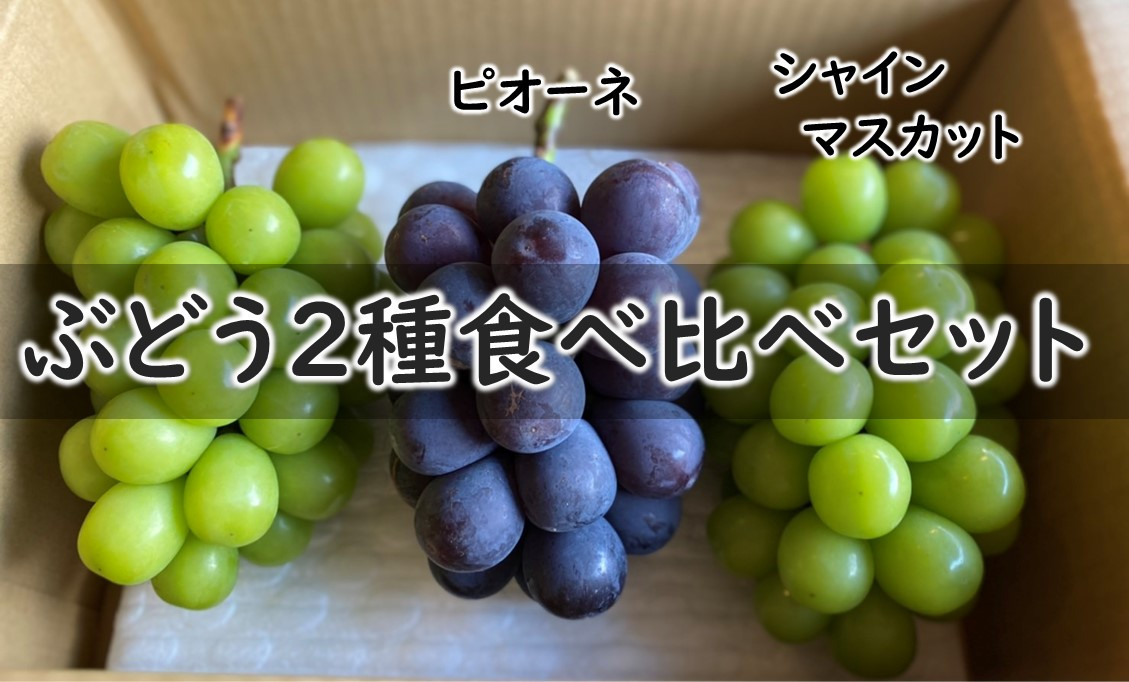 ぶどうの人気品種を詰め合わせてお届けします