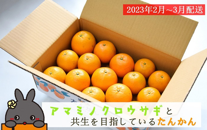 アマミノクロウサギが姿を見せるたんかん果樹園から直送でお届け！！クロウサギさんとの共生を目指します。