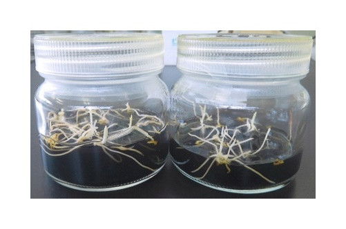 無菌のビン内で発芽・発根しています