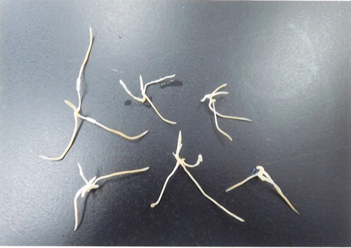 ビンから出した苗の状態