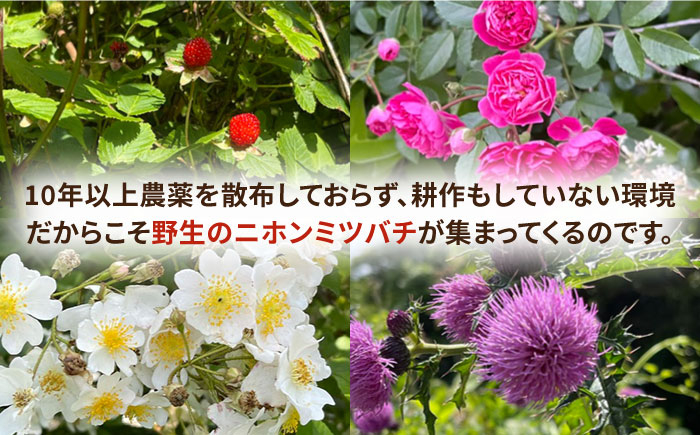 おすすめ オススメ 人気  贈り物  蜂蜜 はちみつ ハチミツ ハニー