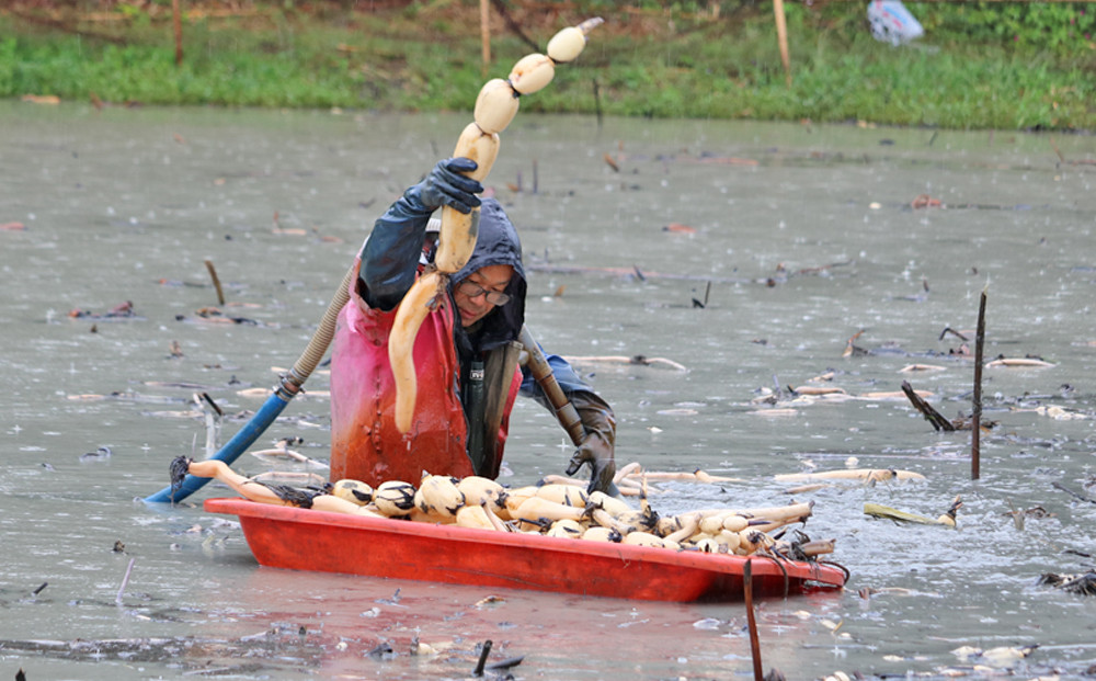 れんこんの収穫は重労働ですが、美味しいれんこんを届けるために頑張っています。