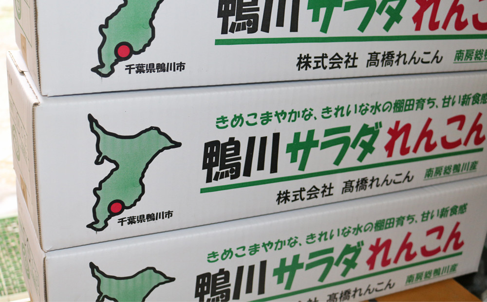 きれいな水の棚田育ちのサラダれんこん、鴨川からお届けします。