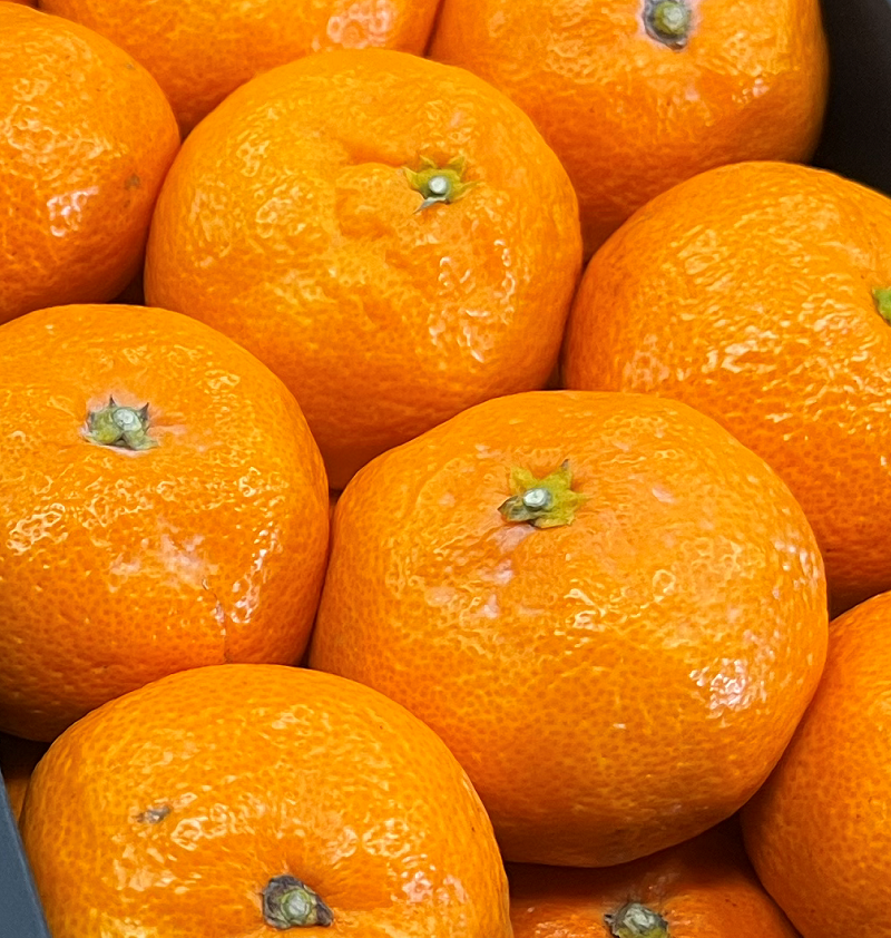 ※蔵入りみかん