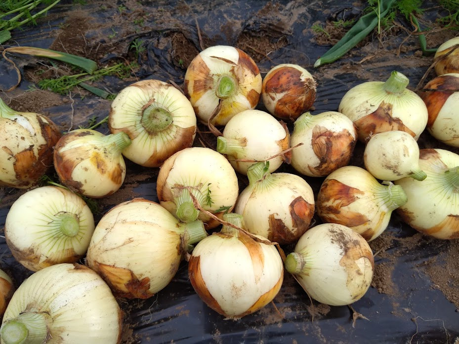 熊本県産 新たまねぎ 【サイズ混合 約5kg 15玉前後】