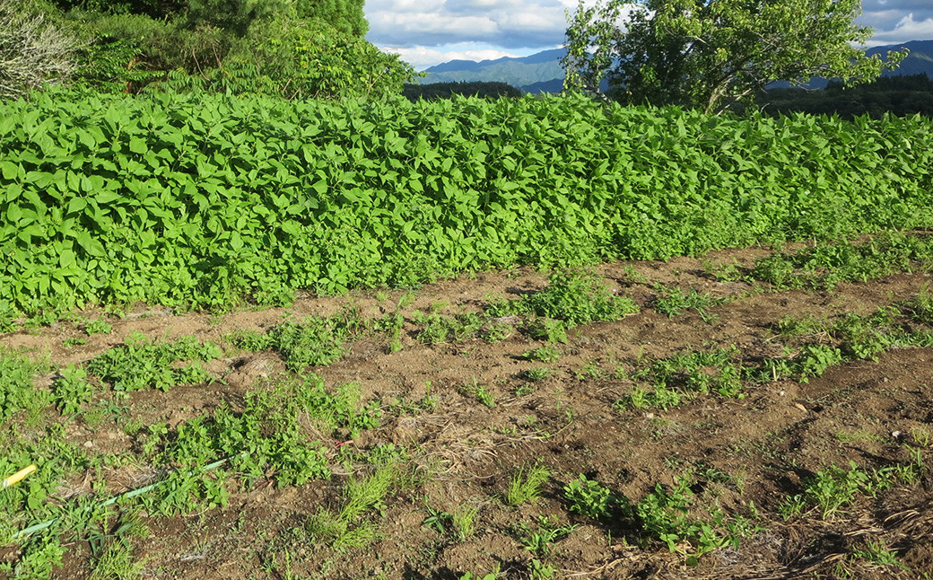 竹田市産 100%! 菊芋パウダー 150g×1本 + はちみつ 300g×1本 セット 化粧箱