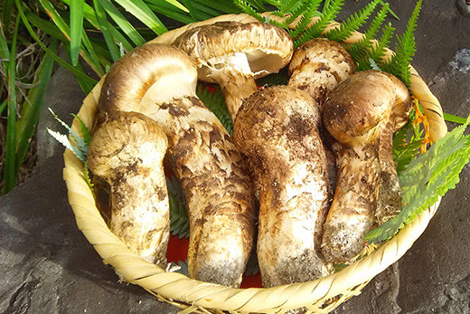 ＜京都・八光館＞極上丹波松茸詰め合わせ【数量限定・増量】