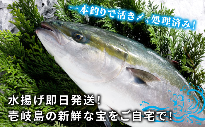 寒ブリ 寒ぶり 寒鰤 天然 おすすめ オススメ おいしい 美味しい