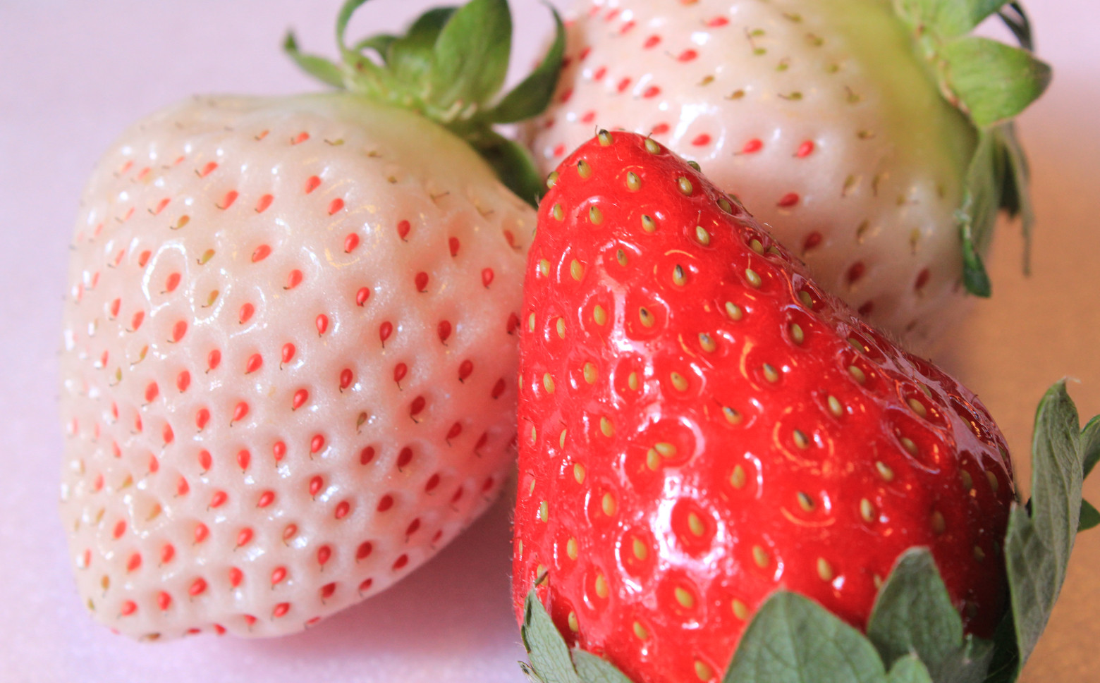 画像はイメージです。