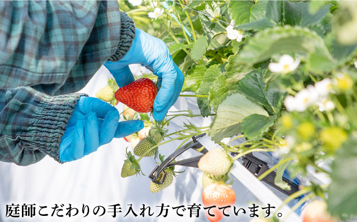 まとめ買い 人気 便利  贈り物 ギフト 食材  イチゴ 苺 フルーツ 果物