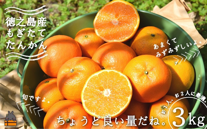 太陽をいっぱい浴びて育ったたんかんを島の農家さんから直送でお届け致します。