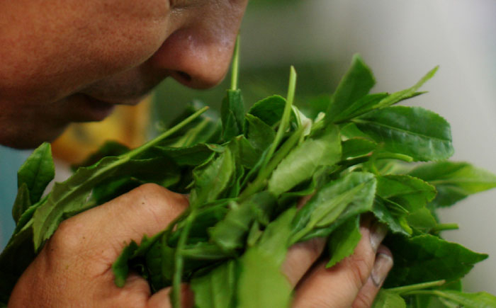 有機栽培茶 ほうじ茶 (100g×5本)ほうじ茶 有機栽培 ほうじ茶 お茶 お茶 有機栽培 ほうじ茶 お茶 ほうじ茶 ほうじ茶