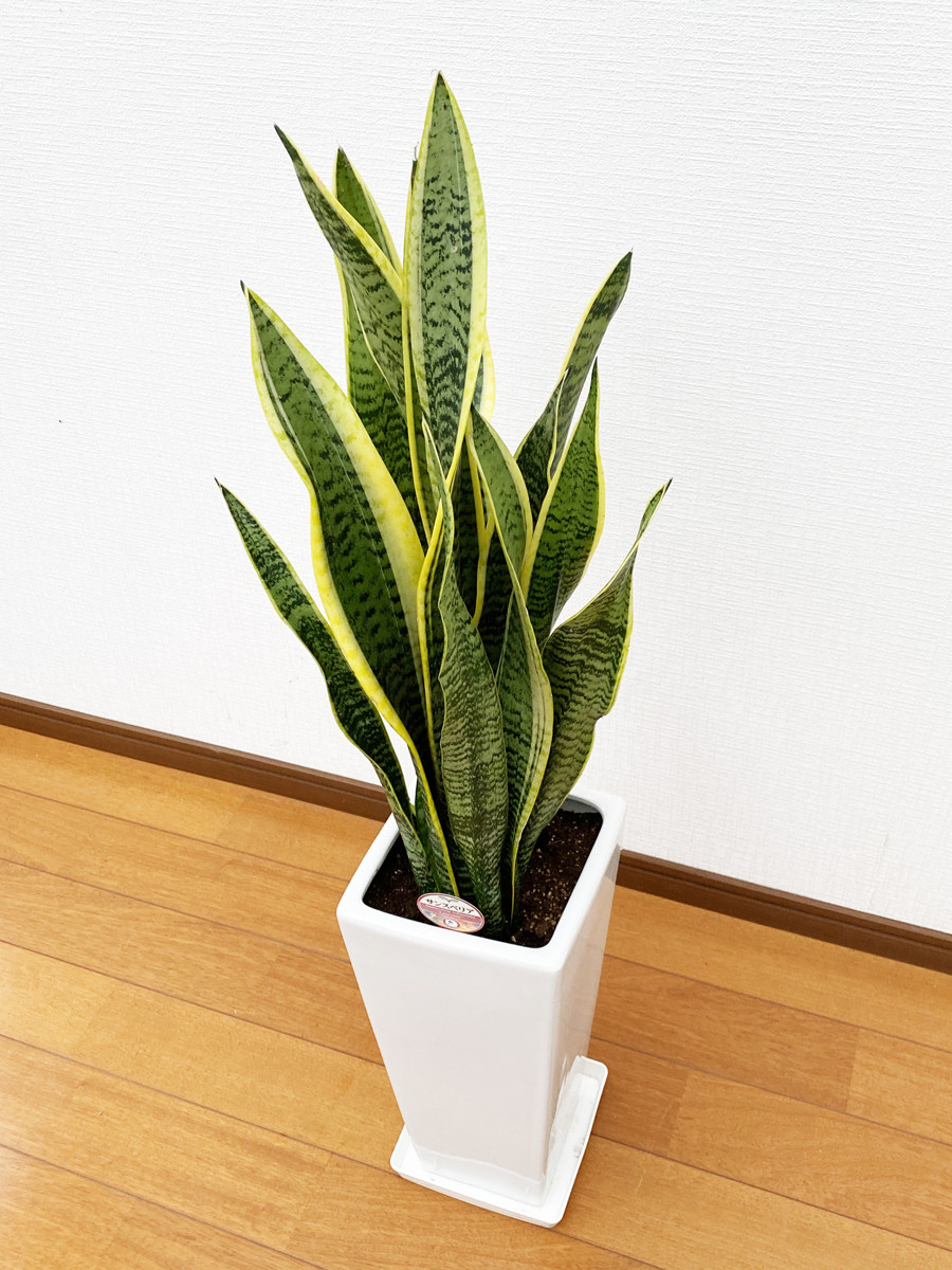 サンスベリア7号陶器スリム 白 鉢 インテリア 観葉植物 草花 樹木 ギフト